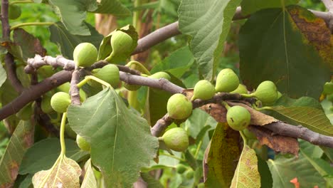 Common-fig-tree-laden-with-many-fruits-swinging-in-soft-wind