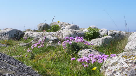 Sea-Thrift-with-Rocks-Along-Coastal-Province-of-Sweden