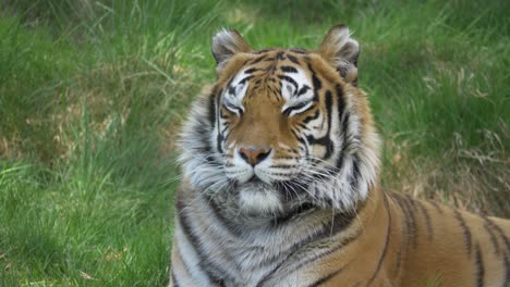 Majestuoso-Tigre-De-Bengala-De-Ojos-Sombríos-Descansando-Orgullosamente-En-Un-Prado-Herboso