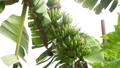 Unripe-bananas-in-the-jungle-close-up-in-india