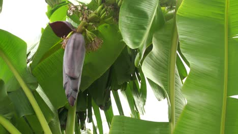 Bündel-Banane,-Bananenbaumhintergrund