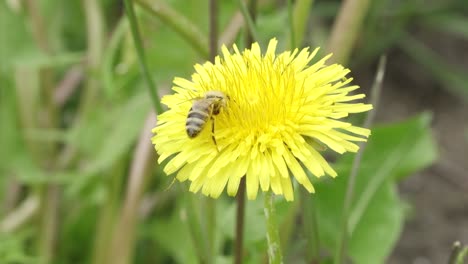 The-bee-collects-nectar-on-the-dandelion