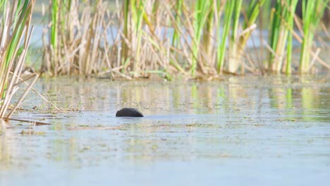 coot-bird-diving-in-water-for-plants-to-eat-and-feed-on-in-marsh-habitat