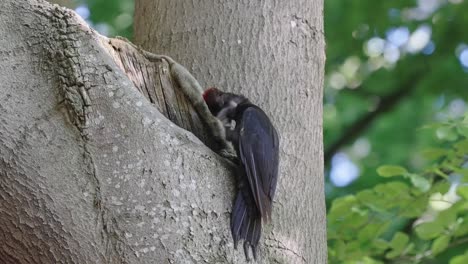 A-Black-Woodpecker-Perching-On-A-Tree-And-Scratching-Its-Head---close-up