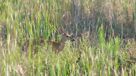 white-tailed-buck-deer-eating-plants