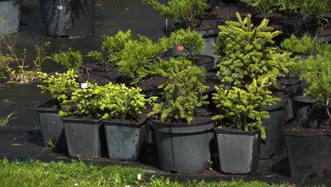 Seedlings-put-in-pots-in-the-nursery