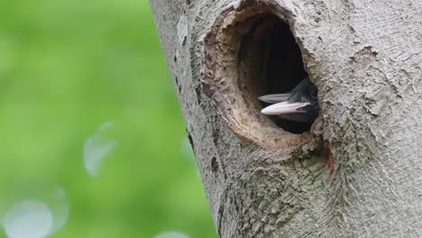 Young-hungry-birds-waiting-for-their-mother-inside-the-hollow-tree-trunk