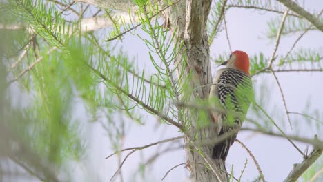 red-bellied-woodpecker-bird-pecking-at-cypress-tree