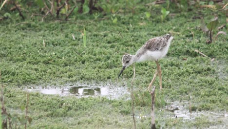 baby-stilt-chick-feeding-along-mossy-marsh-in-slow-motion