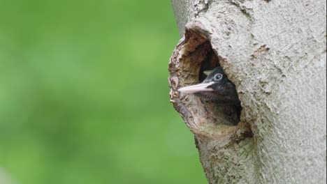 Baby-woodpecker-birds-peeping-out-of-hole-in-tree