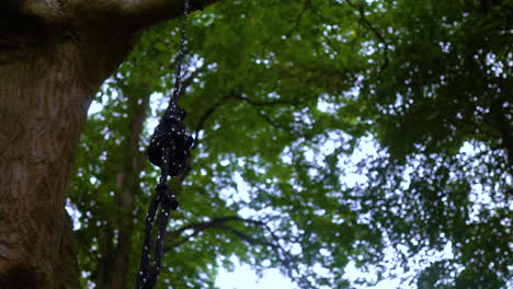 Seil-Gebunden-Und-Im-Sommer-An-Regenwaldbäumen-Hängen