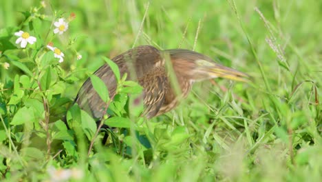 Pequeño-Pájaro-Garza-Verde-Comiendo-Libélula-Atrapado-En-El-Pico-Entre-La-Hierba
