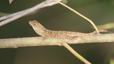 brown-anole-lizard-reptile-displaying-red-dewlap-throat-fan-on-branch