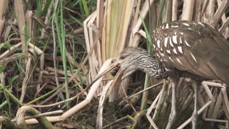 limpkin-bird-removes-apple-snail-from-shell-to-eat-in-slow-motion
