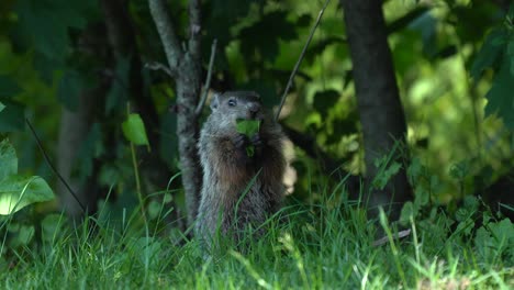 A-groundhog-eating-leaves-under-the-shade-tree-in-the-grass