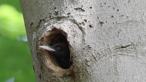 Baby-woodpecker-bird-peeping-out-of-hole-in-tree