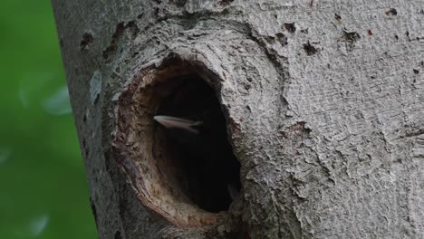 Pájaro-Carpintero-Negro-Mirando-Por-Un-Agujero-De-Anidación-En-El-Tronco-De-Un-árbol