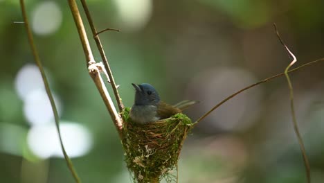 Papamoscas-Azul-De-Nuca-Negra,-Hypothymis-Azurea,-Kaeng-Krachan,-Tailandia