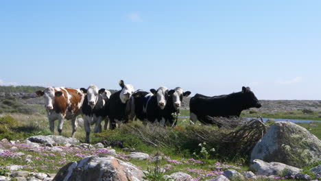 Herd-Of-Cows-Standing-On-Grassland-By-The-Coast-In-Summer