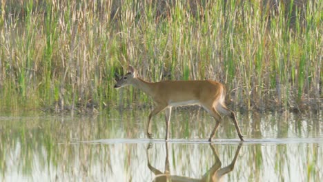 graceful-white-tailed-deer-walking-in-sawgrass-marsh-water-habitat