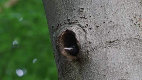Young-Black-Woodpecker-Poking-Head-Out-Of-Nest-Hole-In-Tree