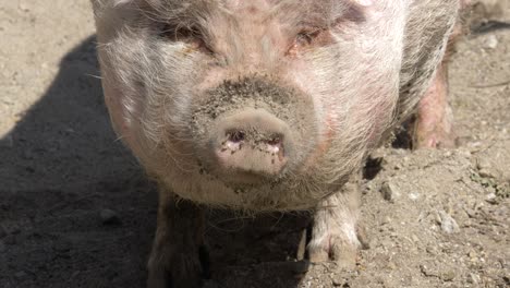 Close-up-High-angle-Portrait-of-Fat-Dirty-shaggy-Pig-in-dry-dirt-soil