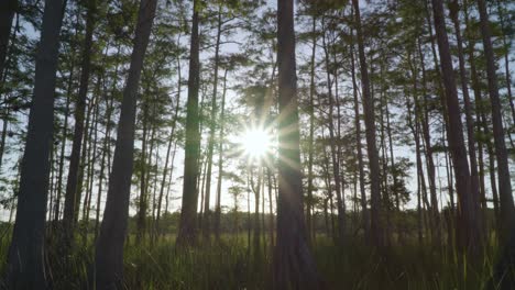 In-Einer-Zypressenkuppel-Mit-Sonnenlandschaft