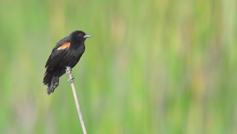 vibrant-red-winged-blackbird-perched-on-reed-and-calling