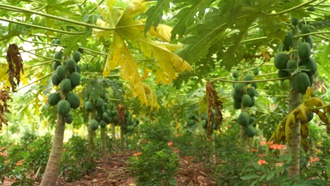 Buena-Papaya-En-El-árbol-De-Papaya-En-India