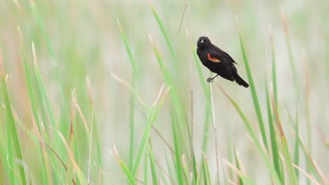 red-winged-blackbird-perched-on-branch-amongst-sawgrass-and-calling