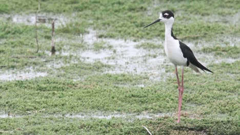 black-necked-stilt-bird-standing-and-calling-on-mossy-marsh