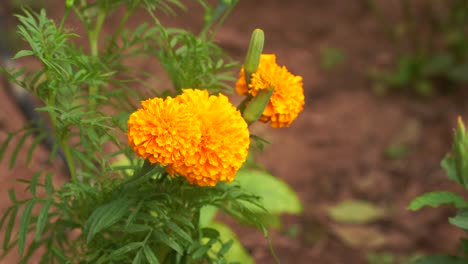 Vibrant-orange-Marigold-flowering-plant-swinging-in-soft-wind-in-the-garden
