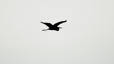 great-egret-high-key-silhouette-flying-in-sky-in-slow-motion