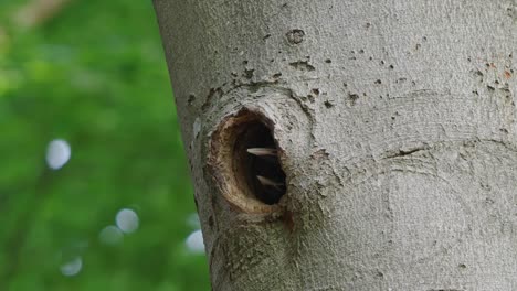 Close-up-view-of-two-baby-spotted-woodpecker-with-white-beaks-eagerly-waiting-for-their-mother-to-bring-food-through-nest-hole-in-the-tree