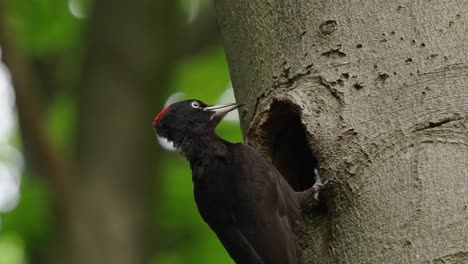 Incredible-close-up-Black-Woodpecker-or-Dryocopus-martius-making-tree-nest