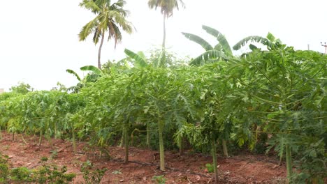 Papaya-Plantagen-In-Indien-In-4k