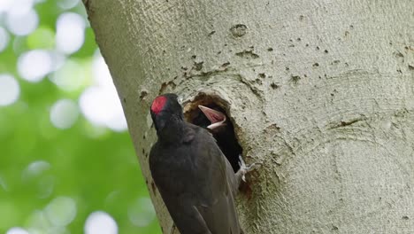 Woodpecker-bird-and-babies-peeping-out-of-hole-in-tree