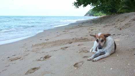 4k-Thailändischer-Hund,-Der-Am-Strand-Liegt-Und-Traurig-Und-Einsam-In-Koh-Chang,-Thailand-Aussieht