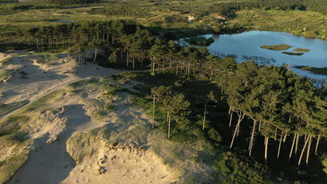 Aerial-of-dunes-and-trees-in-National-Park-Kennemerland,-The-Netherlands