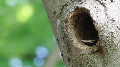 Beak-Of-Black-Woodpecker-Poking-Head-Out-Of-Nest-Hole-In-Tree