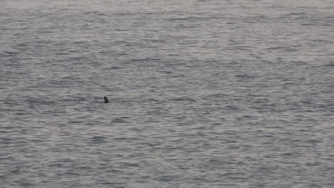 Delfine-Schwimmen-Und-Tummeln-Sich-Am-Frühen-Morgen-Im-Ozean