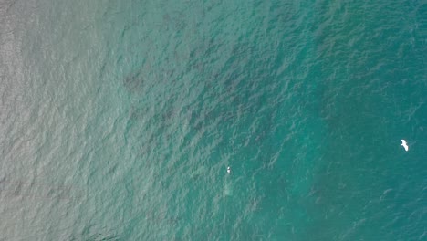 Aerial-drone-top-down-view-over-turquoise-sea-water-at-Palmar-de-Ocoa-Beach-and-seagulls