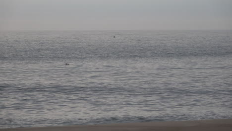 Delfine-Schwimmen-Direkt-Vor-Der-Küste-Im-Silbernen-Licht-Der-Frühen-Morgendämmerung