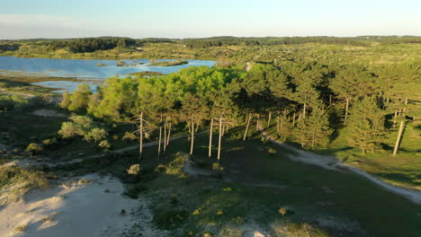 Luftaufnahme-Von-Wunderschönen-Bäumen-Und-Sonnenuntergang-Im-Nationalpark-Kennemerland,-Holland