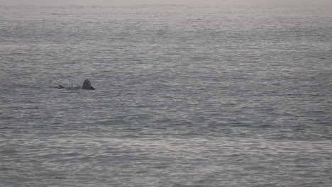 Bottlenose-dolphins-swim-in-ocean-swells-during-the-early-morning