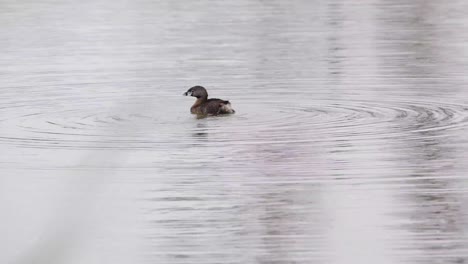 A-Pied-Billed-Grebe-bathes-in-a-pond