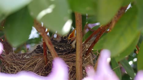 A-low-angle-shot-of-a-robin-chick,-as-it-sits-in-a-nest-within-a-large-bush