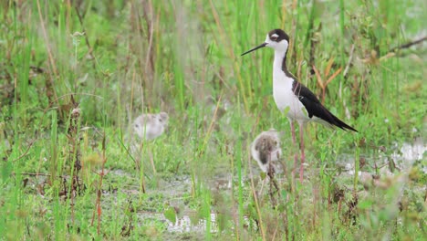 black-necked-stilt-bird-walking-with-two-baby-chicks-in-marsh-habitat