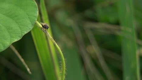 Flies-On-The-Grass-close-up