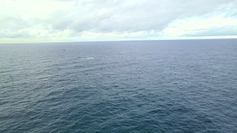Luftaufnahme-Des-Ruhigen-Blauen-Meeres-Mit-Buckelwalen,-Die-In-Der-Ferne-Durchbrechen---Bondi-Beach-In-Nsw,-Australien